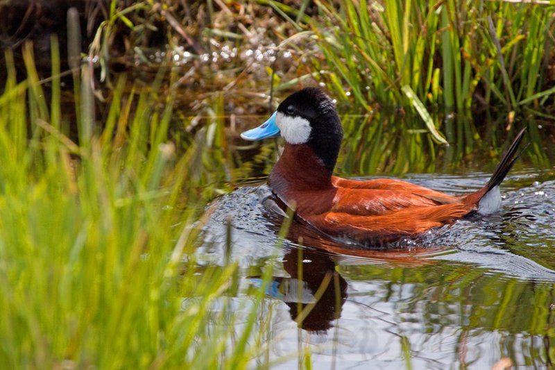 Ruddy Duck I.jpg :: Catalogue No. 446

Image Size: Up to 20X30 on Canvas or Art Paper