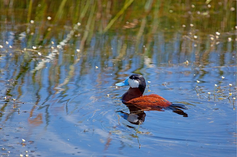 Ruddy Duck IV.jpg :: Catalogue No. 466

Image Size: Up to 16X24 on Canvas or Art Paper