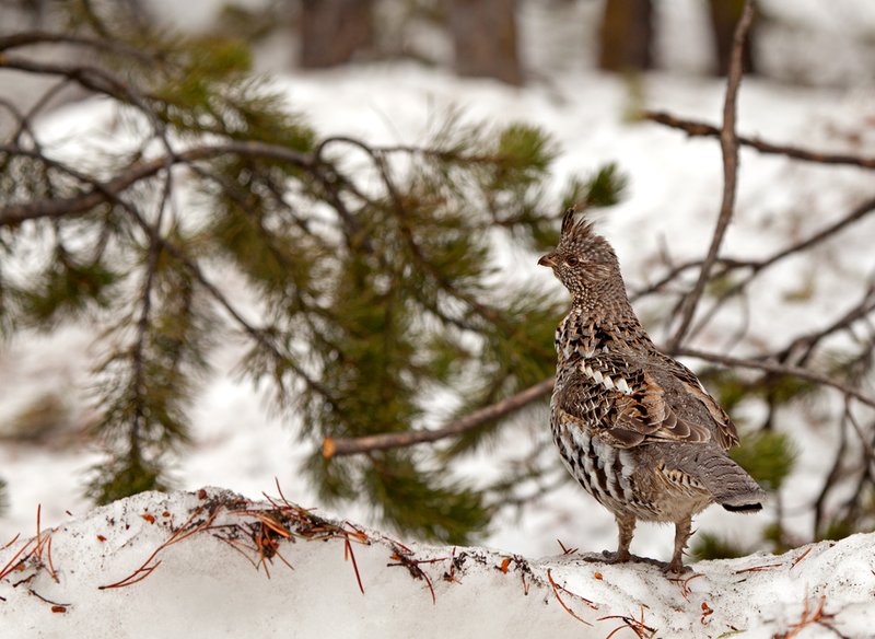 Ruffed Grouse I  RI.jpg :: Catalogue No. 666

Image Size:  13X19 in. on Art Paper
               16X22 in. on Paper or Canvas
               22X31 in. on Canvas