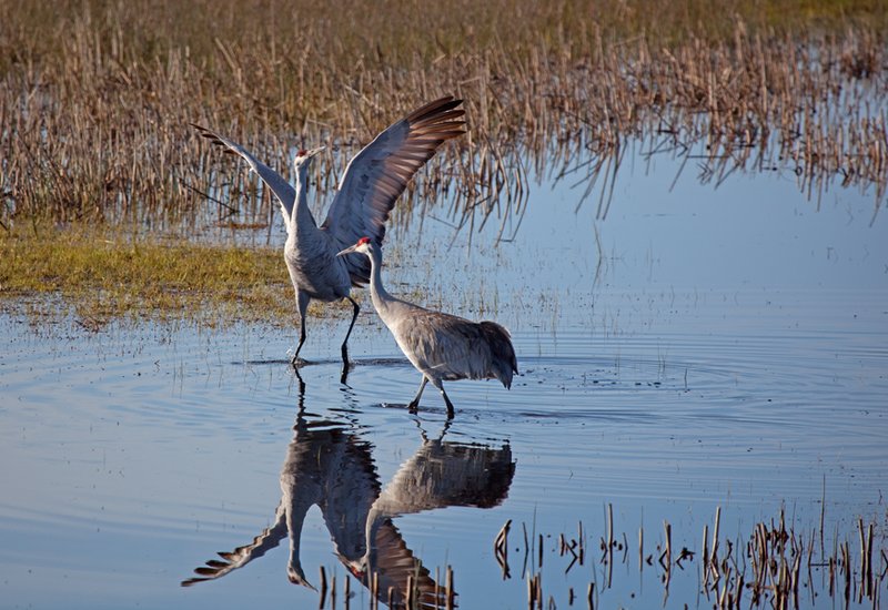 Sandhill Crane Courtship Dance VIII.jpg :: Catalogue No. 434

Image Size: Up to 20X20 on Canvas or Art Paper