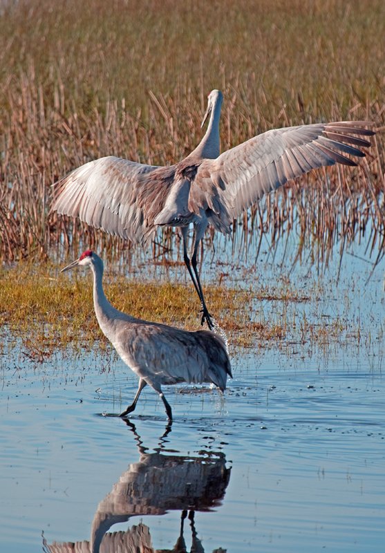 Sandhill Crane Dance VIII.jpg :: Catalogue No. 435

Image Size: 13X19 in. on Art Paper
             16X24 in. on Paper or Canvas 