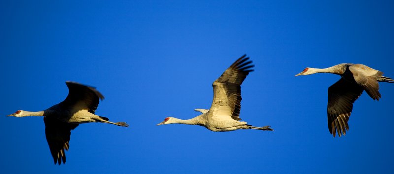 Sandhill Cranes at Sunset.jpg :: Catalogue No. 510

Image Size:   16x32in. on Canvas
