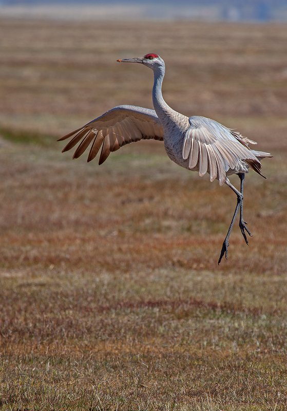 Sandhill Spring Dance II.jpg :: Catalogue No. 1010

Image Size:   21X30 in. on Canvas