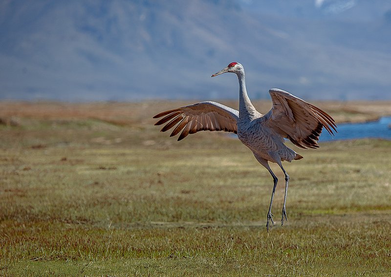 Sandhill Spring Dance III.jpg :: Catalogue No. 1011

Image Size:   17X24 in. on Canvas
