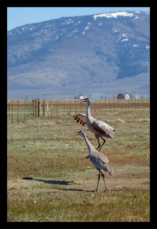 Sandhill Spring Dance V.jpg :: Catalogue No. 1013

Image Size:   20X30 in. on Canvas