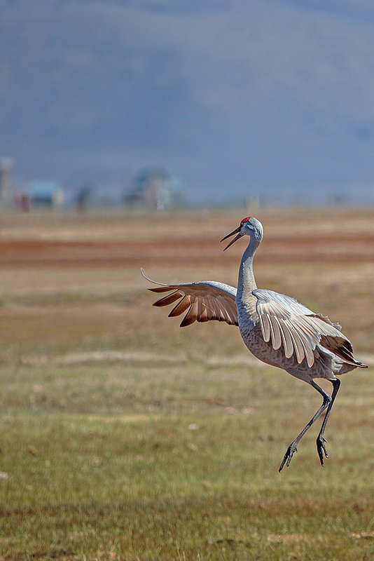 Sandhill Spring Dance VI.jpg :: Catalogue No. 1012

Image Size:   16X24 in. on Canvas