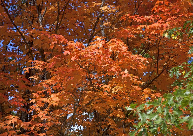 Sierra City Sugar Maple I.jpg :: Catalogue No. 479

Image Size:   20x30in. on Canvas
              16X24 in. on Canvas or Paper
              13X19 on Art Paper