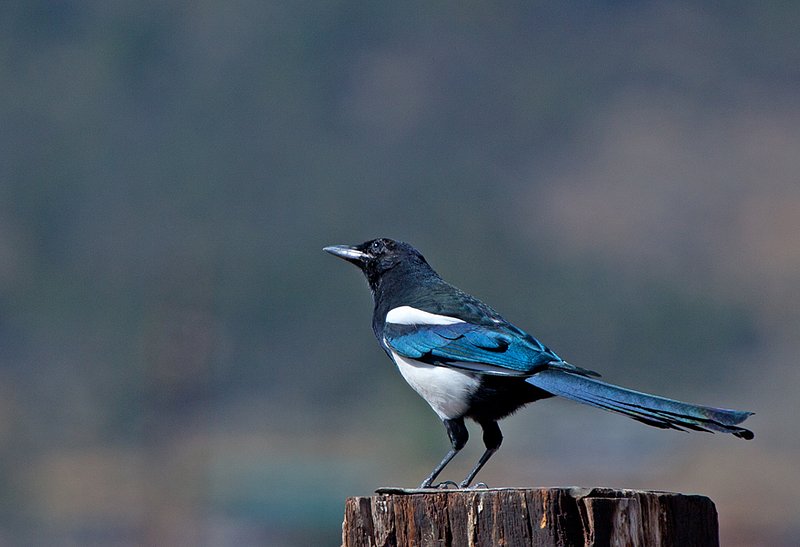 Sierra Valley Magpie I.jpg :: Catalogue No. 610

Image Size: 13X19 in. on Art Paper
            