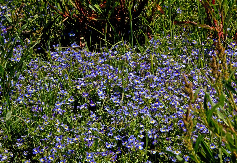 Sierra Valley Wildflowers II.jpg :: Catalogue No. 467

Image Size: Up to 20X30 on Canvas or Art Paper