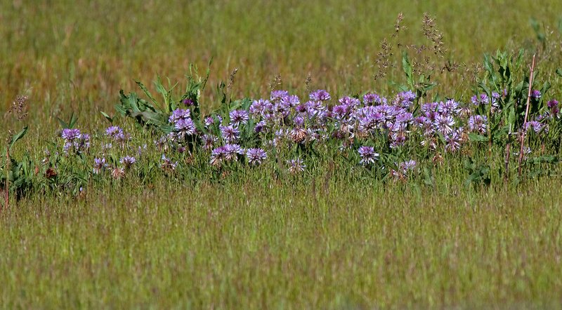 Sierra Valley Wildflowers V.jpg :: Catalogue No. 464 

Image Size:   16X29 in. on Canvas or Paper
              13X22 on Art Paper