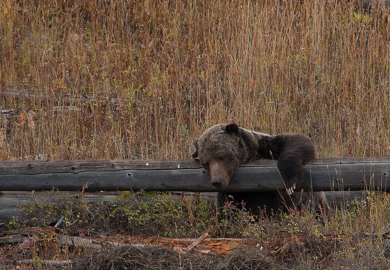 Sleeping Grizzley I Yellowstone NP.jpg :: Catalogue No. 1180

Image Size:   20X29 in. on Canvas