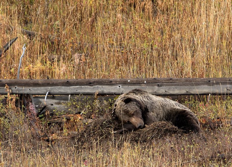 Sleeping Grizzley IV Yellowstone NP.jpg :: Catalogue No. 1181

Image Size:   20x29 in. on Canvas
