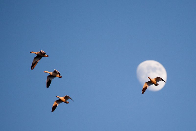 Snow Geese  Moon I.jpg :: Catalogue No. 823

Image Size:  13X19 in. on Art Paper
             16X24 in. on Canvas or Art Paper
             
