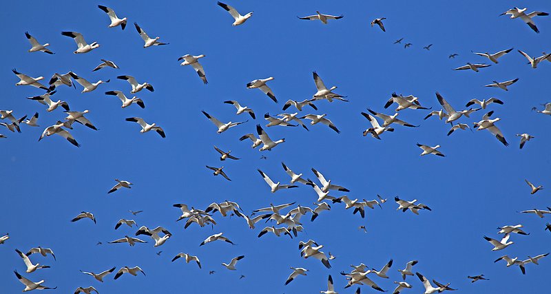 Snow Geese IV Harmonic Convergence.jpg :: Catalogue No. 834

Image Size:   16X30 in. on Canvas or Paper
              13X24 on Art Paper