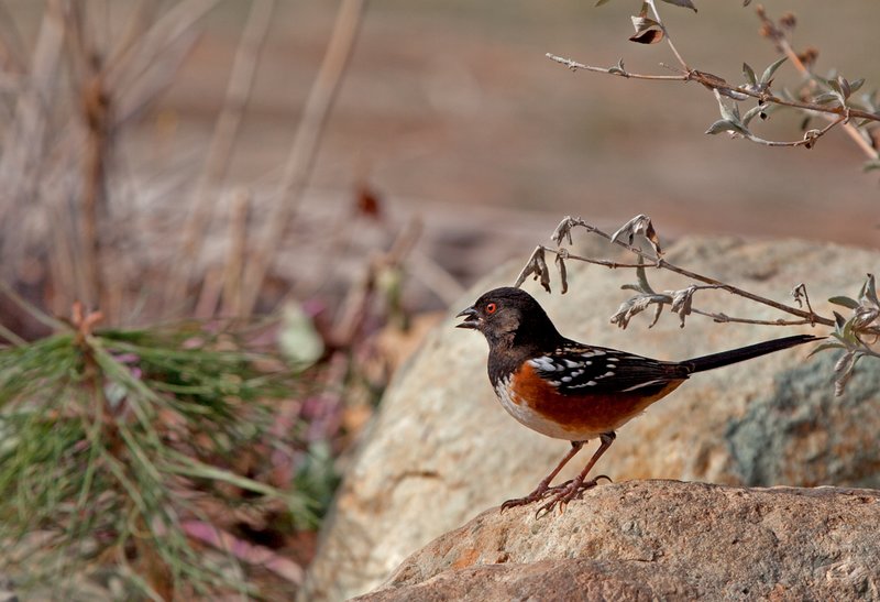 Spotted Towhee.jpg :: Catalogue No. 616

Image Size:    13X19 on Art Paper