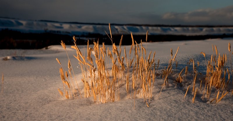 Sunset Grass II.jpg :: Catalogue No. 418

Image Size:   16X28 in. on Canvas