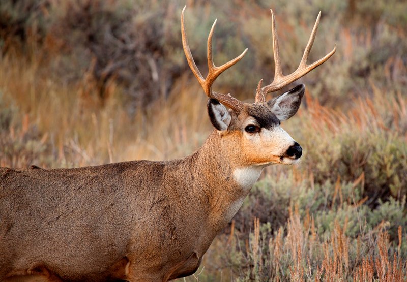 Teton Sunset Buck I.jpg :: Catalogue No. 561

Image Size: 13X19 in. on Art Paper
             16X24 in. on Paper or Canvas 
             