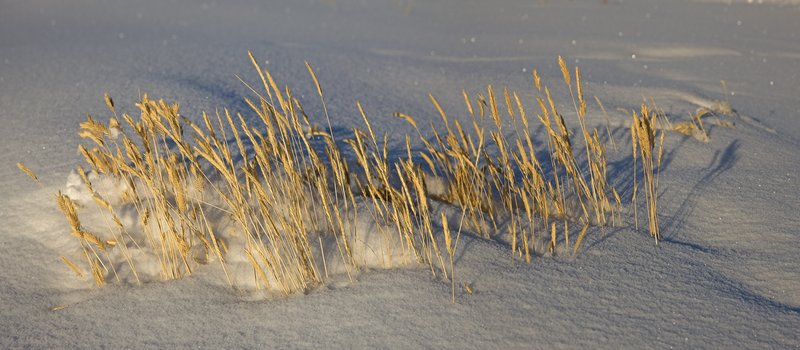 Teton Sunset Snow and Grass.jpg :: Catalogue No. 382

Image Size:  16X32 on Paper or Canvas
              