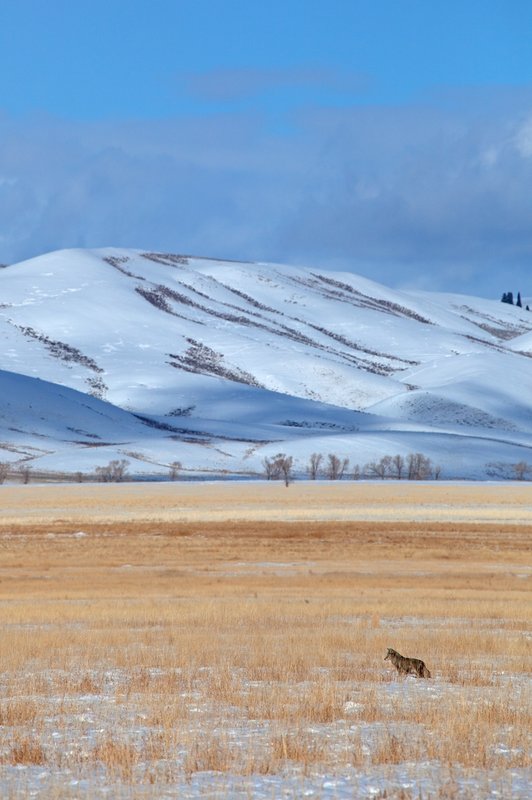 Tetons Winter Coyote.jpg :: Catalogue No. 405

Image Size: 13X19 on Art Paper
              16X24 on Paper or Canvas
              