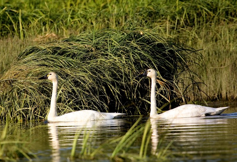 Tundra Swans I.jpg :: Catalogue No. 124

Image Size:   16X24 in. on Canvas or Paper
              13X19 on Art Paper