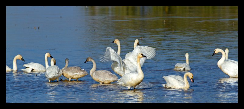 Tundra Swans IV Central Valley.jpg :: Catalogue No. 841

Image Size:   16X38 in. on Canvas
