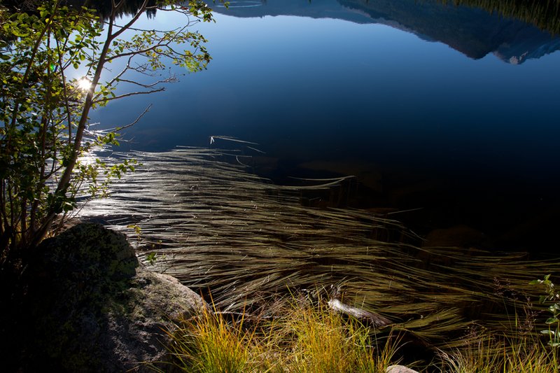 Water Reeds Bear Lake RMNP.jpg :: Catalogue No. 777

Image Size:   22X32 in. on Canvas
