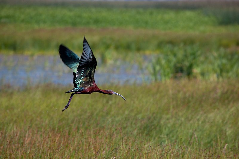 White Face Ibis Flying  VII.jpg :: Catalogue No. 515

Image Size: From 13X19 in. up to 20X20 in. on Canvas or Art Paper