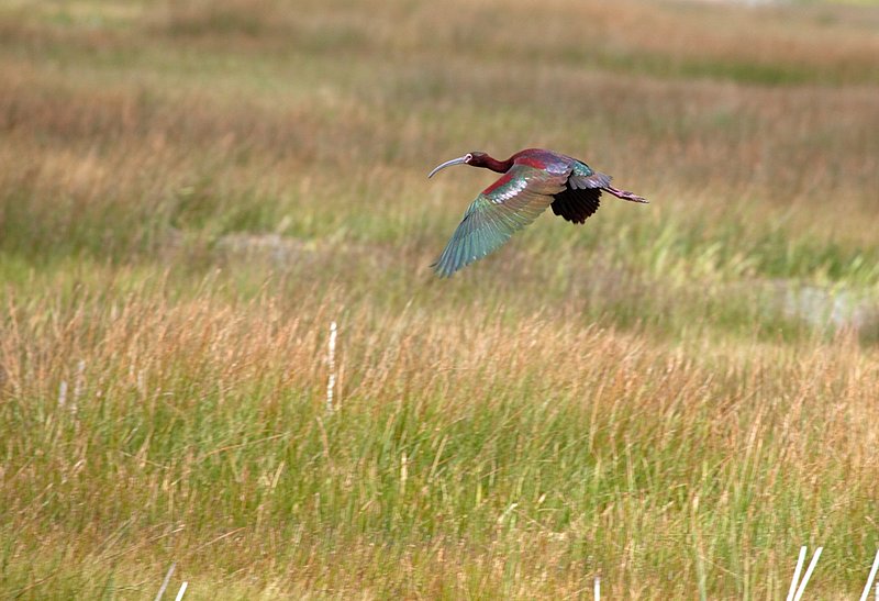 White Face Ibis Flying V.jpg :: Catalogue No. 447

Image Size: Up to 16X24 on Canvas or Art Paper