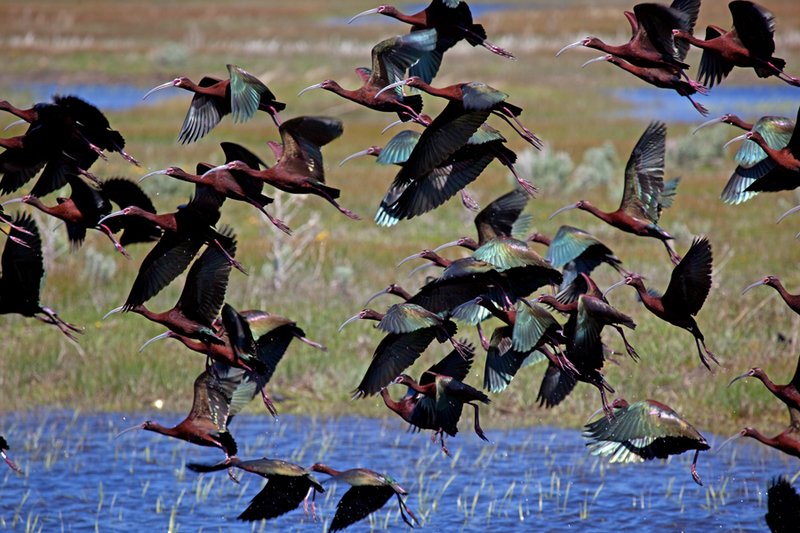 White Face Ibis Takeoff II.jpg :: Catalogue No. 443

Image Size: Up to 16X24 on Canvas or Art Paper