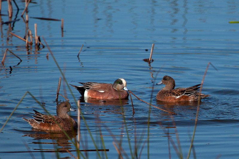 Widgeon I.jpg :: Catalogue No. 835

Image Size:   16X24 in. on Canvas or Paper
              13X19 on Art Paper