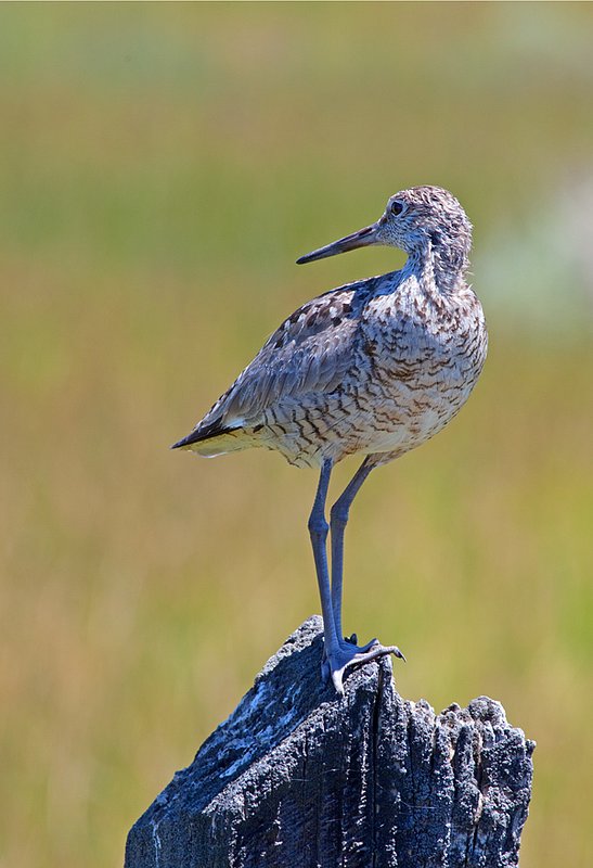 Willet III.jpg :: Catalogue No. 476

Image Size: From 13X19 in. up to 20X20 in. on Canvas or Art Paper