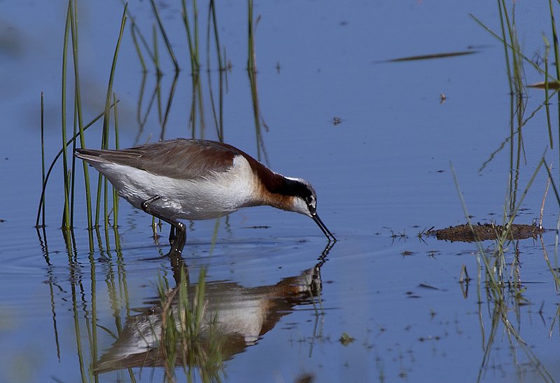Wilsons Phalarope II.jpg :: Catalogue No. 486

Image Size: From 13X19 in. up to 20X20 in. on Canvas or Art Paper