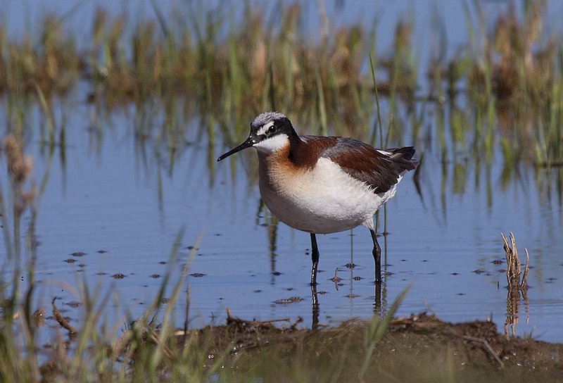 Wilsons Phalarope III.jpg :: Catalogue No. 487

Image Size: From 13X19 in. up to 20X20 in. on Canvas or Art Paper