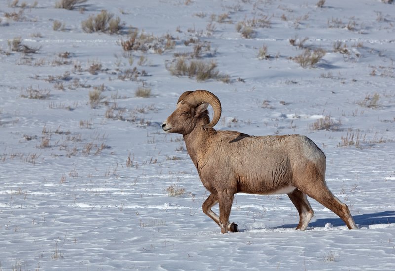 Winter Bighorn Ram IV.jpg :: Catalogue No. 381

Image Size: 13X19 on Art Paper
              16X24 on Paper or Canvas
              22X32 in. on Canvas