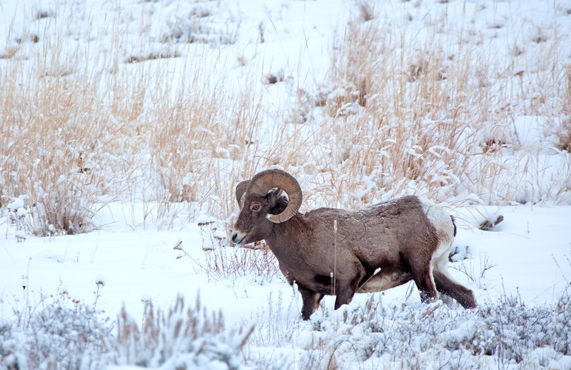 Winter Bighorn Ram VII.jpg :: Catalogue No. 371

Image Size: 13X19 on Art Paper
              16X24 on Paper or Canvas
              22X34 in. on Canvas
