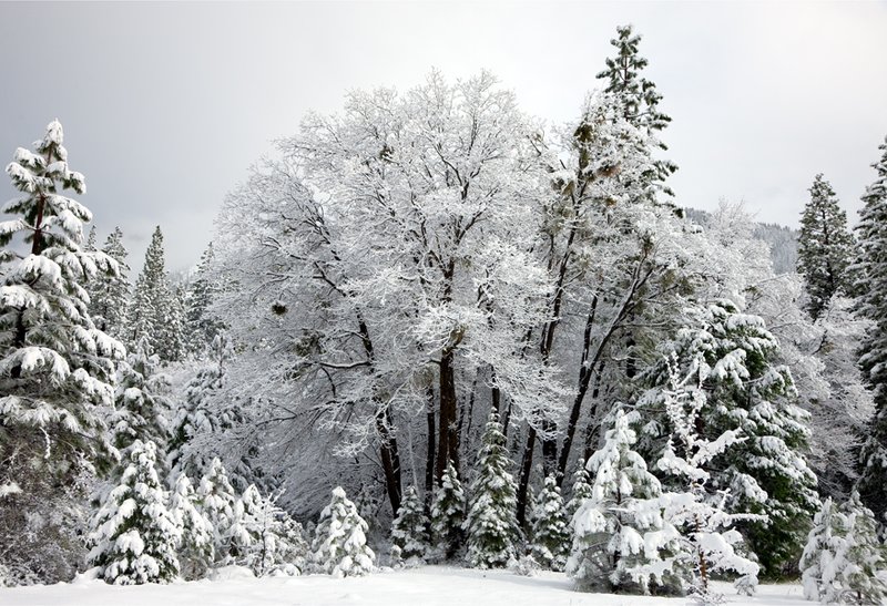Winter Oak.jpg :: Catalogue No. 437

Image Size: Up to 16X24 on Canvas or Art Paper