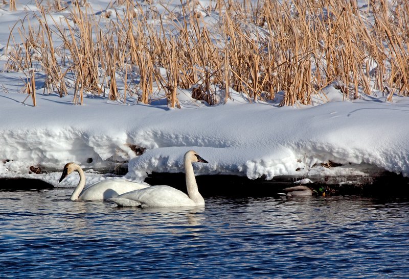 Winter Swans I.jpg :: Catalogue No. 383

Image Size: 13X19 on Art Paper
              16X24 on Paper or Canvas
              22X32 in. on Canvas