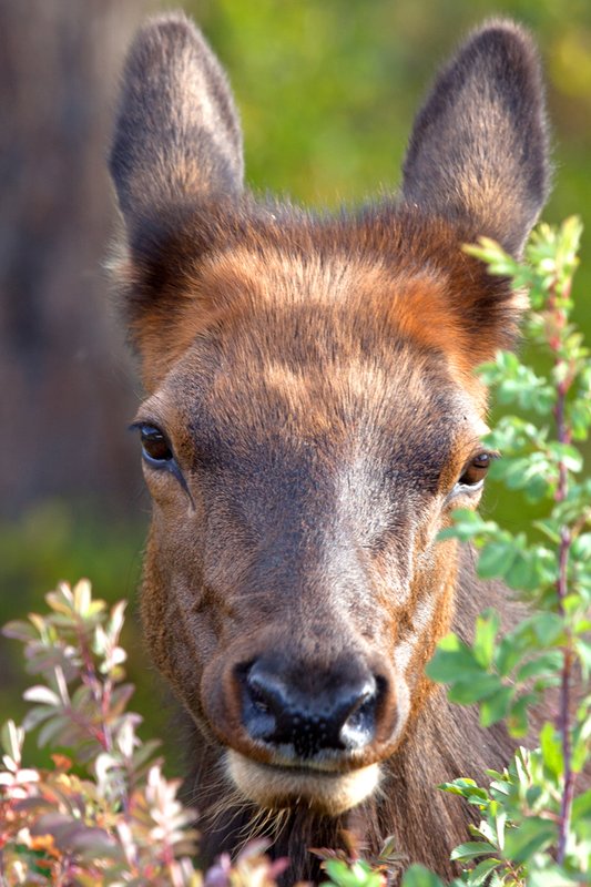 Yearling Elk.jpg :: Catalogue No. 748

Image Size:  16X24 in. on Canvas or Art Paper
             13X19 in. on Art Paper

