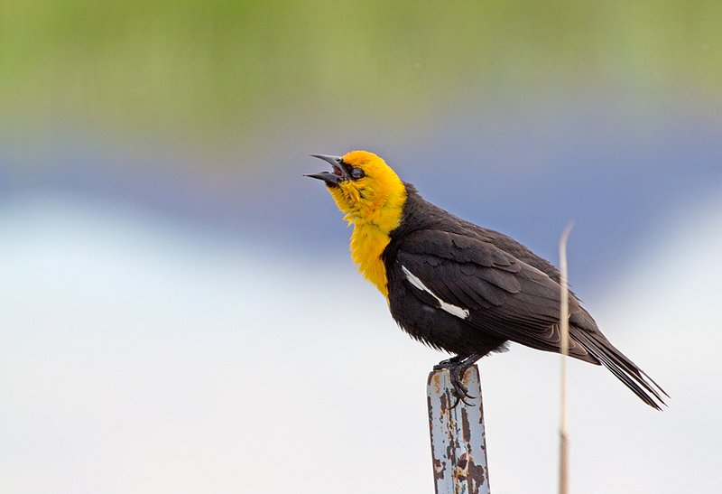 Yellow Headed Blackbird I.jpg :: Catalogue No. 452

Image Size: 13X19 on Art Paper