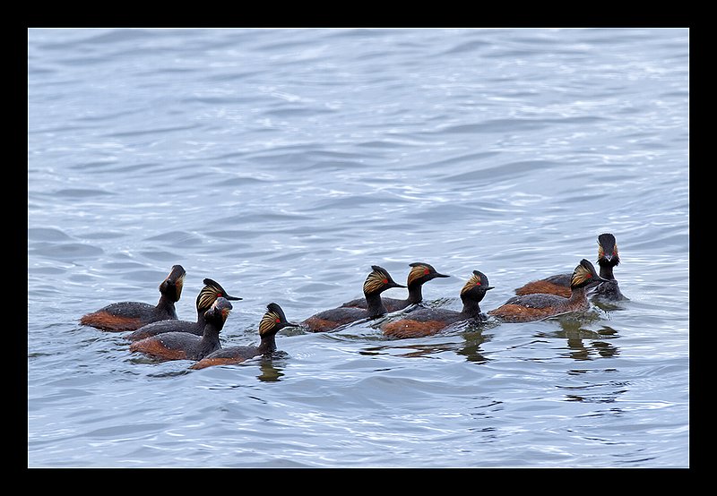 Yellowstone Crowned Grebes.jpg :: Catalogue No. 1004

Image Size:   16X24 in. on Canvas