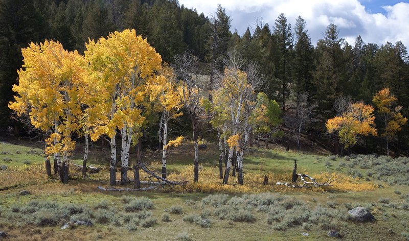 Yellowstone Fall Color III.jpg :: Catalogue No. 343

Image Size: 13X19 on Art Paper
              16X27 on Paper or Canvas
              20X34 in. on Canvas