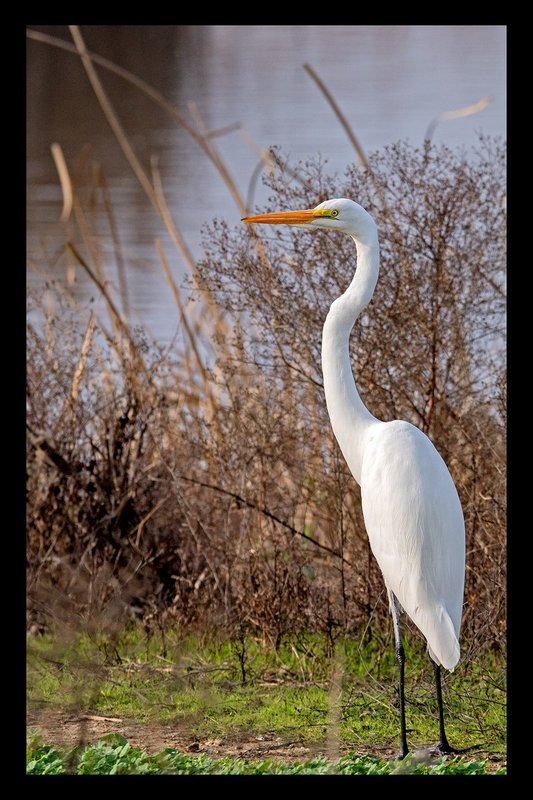1317 Egret Portrait V 18x28.jpg