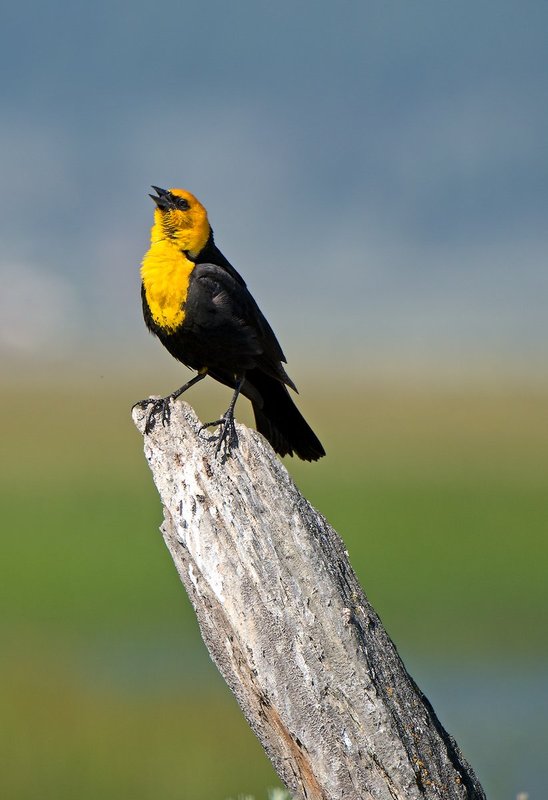 1356 Yellow Headed Blackbird I 13x19.jpg