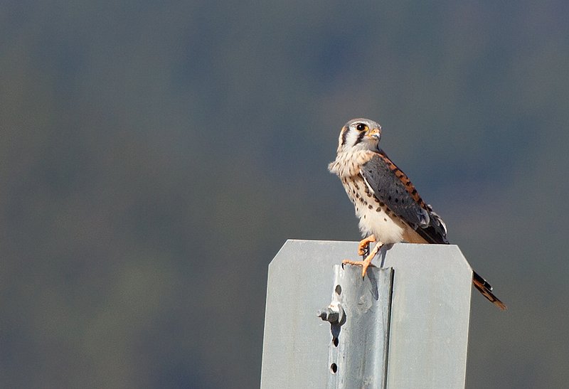 American Kestrel II.jpg :: Catalogue No. 686
Image Size:  13X19 in. on Art Paper
               
