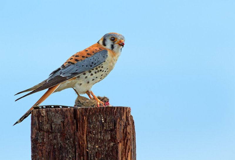 American Kestrel.jpg :: Catalogue No. 911

Image Size: 13x19 in. on Art Paper 
             