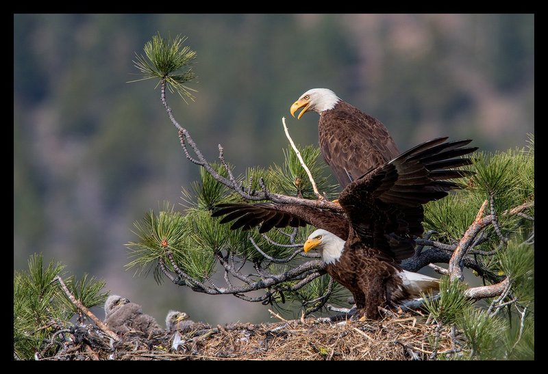 Bald Eagle Family Portrait IV.jpg :: Catalogue No. 1379

Image Size: 13X19 on Art Paper
              16X24 on Paper or Canvas
              24X36 in. on Canvas
