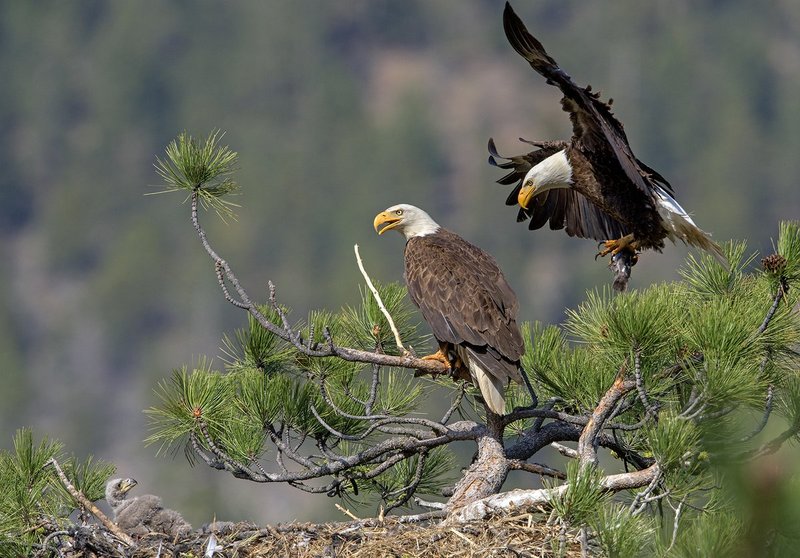 Bald Eagle Family Portrait IX.jpg :: Catalogue No. 1404

Image Size: 13X19 on Art Paper
              16X24 in. on Paper or Canvas
              20x30 in. on Canvas
              30X43 in. on Canvas