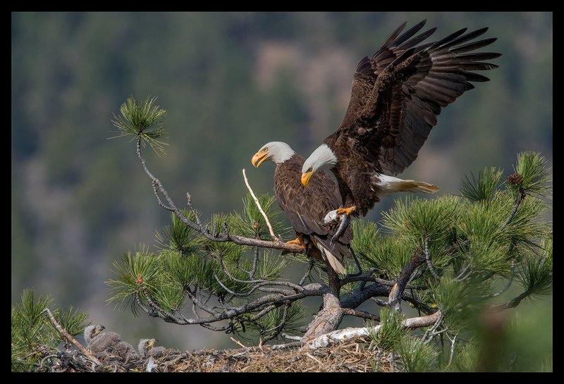 Bald Eagle Family Portrait V.jpg :: Catalogue No. 1381

Image Size:   20X30 in. on Canvas
              25x38 in. on Canvas