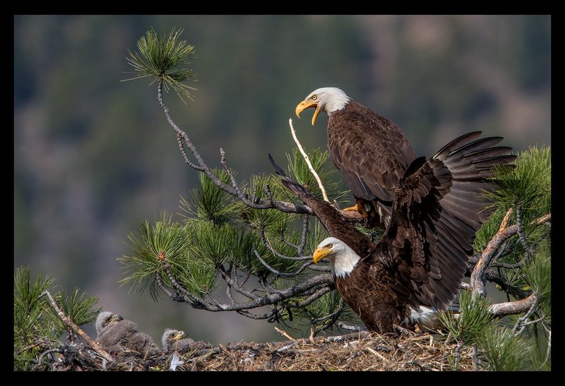 Bald Eagle Family Portrait VI.jpg :: Catalogue No. 1382

Image Size: 13X19 on Art Paper
              16X24 on Paper or Canvas
              24X36 in. on Canvas