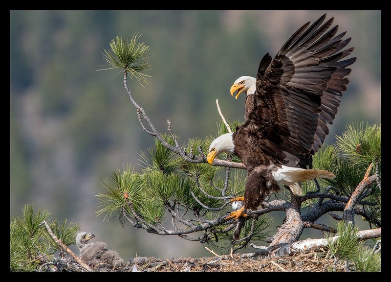 Bald Eagle Family Portrait VII.jpg :: Catalogue No. 1284

Image Size: 13X19 on Art Paper
              16X23 on Paper or Canvas
              25X35 in. on Canvas